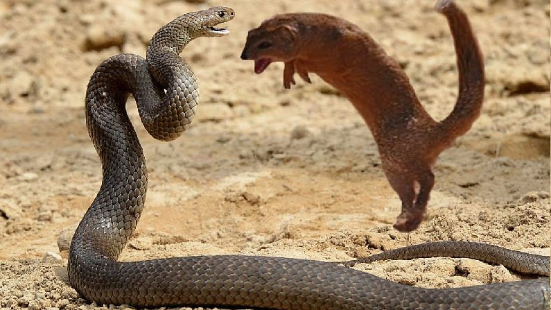 How does a mongoose survive during the fight with a poisonous snake? Who is most poisonous?