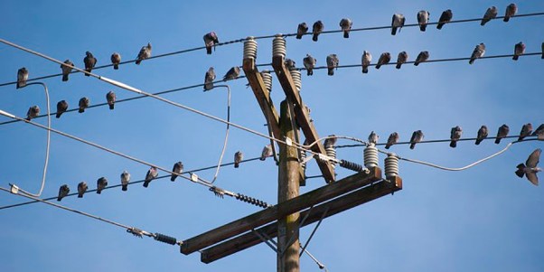 Why do not Birds feel electric shock while sitting on the cable?
