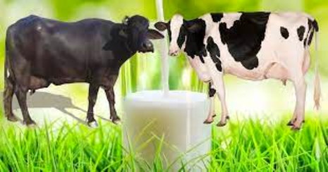 Which milk is better for you cow or buffalo? Know the fact