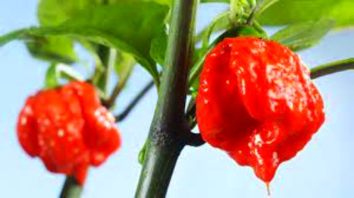 Know about Caroline ripper the hottest Chilli of the world