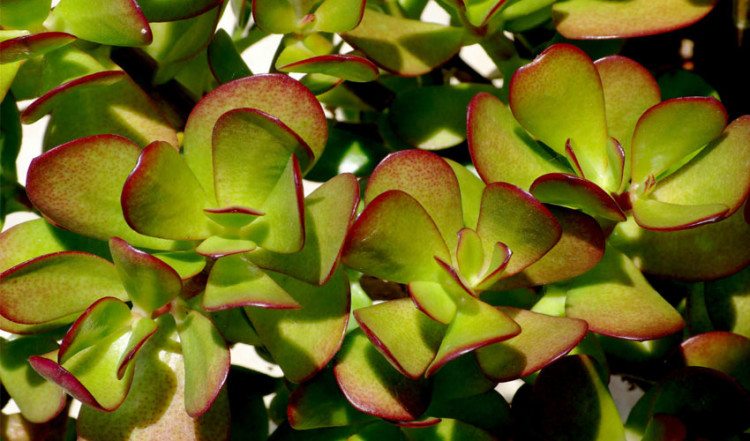 Crassula plant helps to become rich, know about it