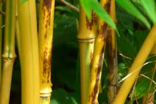 Why we do not burn Bamboo Tree? Know the Reason behind it
