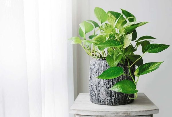 Vastu tips: Know the right way to keep money plants in the home