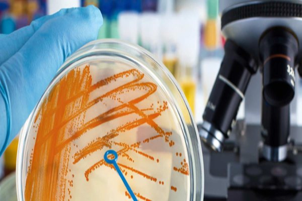 Best Tips for making Career in Microbiology