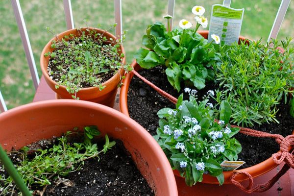 5 Herbs Which You Can Easily Grow At Home