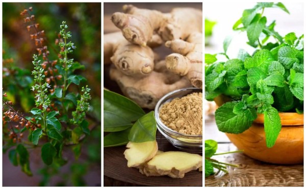 5 Best Immunity Booster Herbs You Can Grow At Home