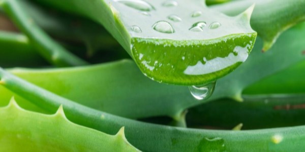 7 Magical Health benefits of Aloe-Vera