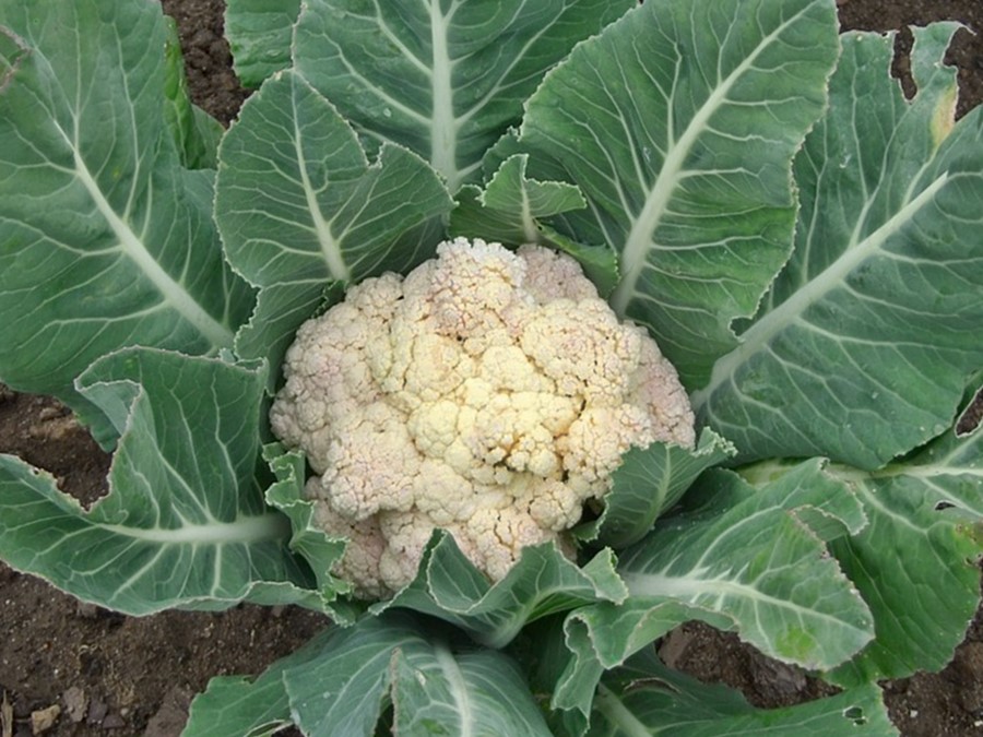 Amazing Health Benefits Of Cauliflower