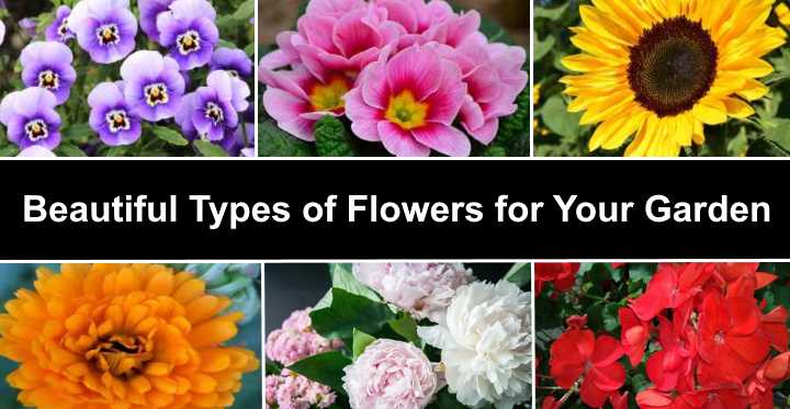 These 5 Flowers Are Best For Your Garden In This Winter Season