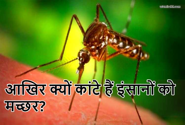 आखिर क्यों कांटे हैं इंसानों को मच्छर?