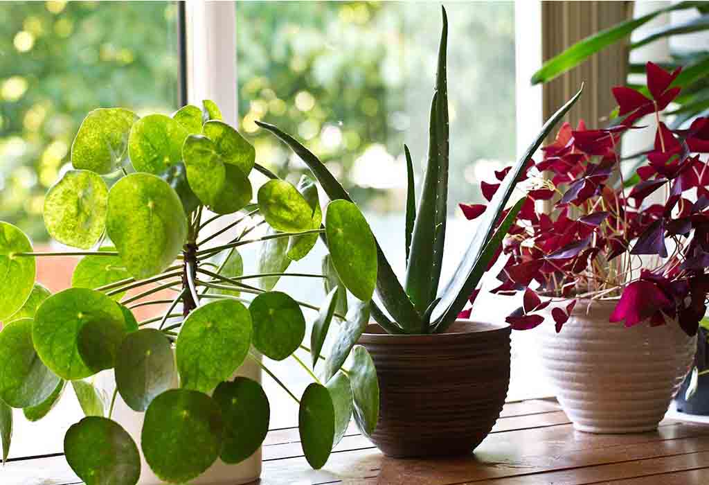 5 indoor plants for cooling in summer