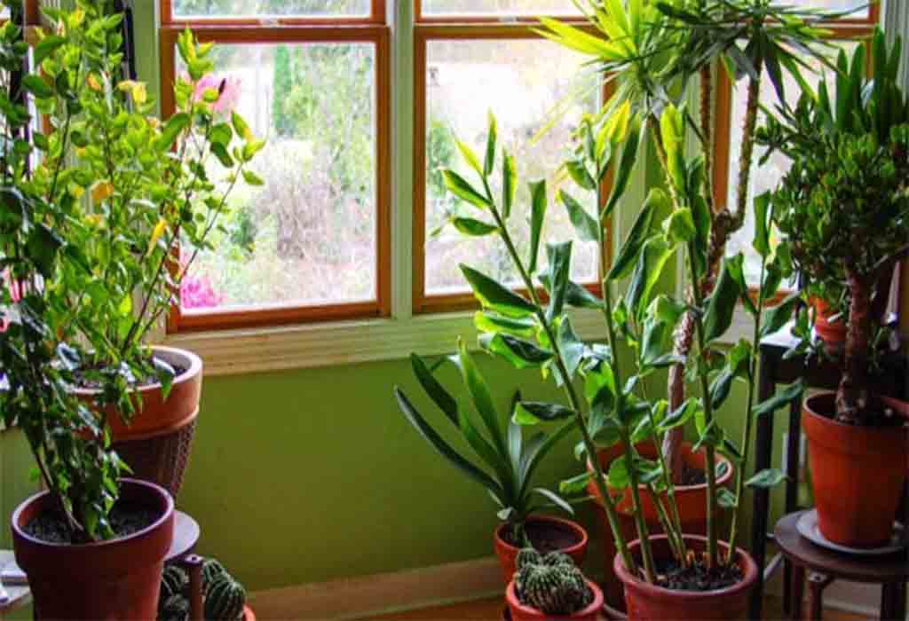 5 houseplants to help keep your house cool during summer