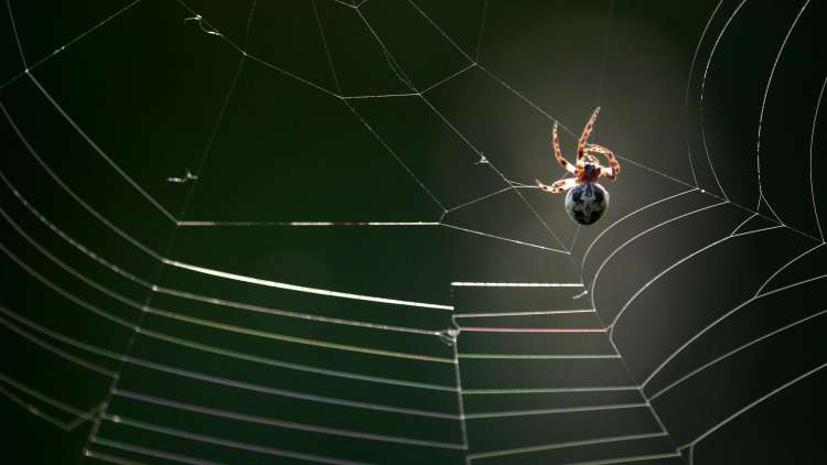 10 way to get rid of spider webs from house