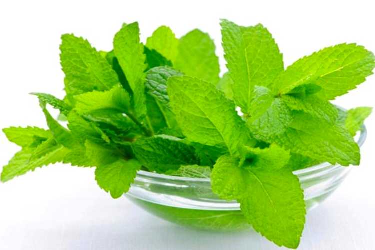 To know the health benefits of Mint