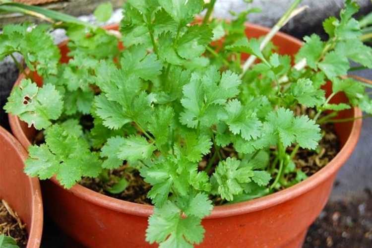 To know about health benefits of coriander