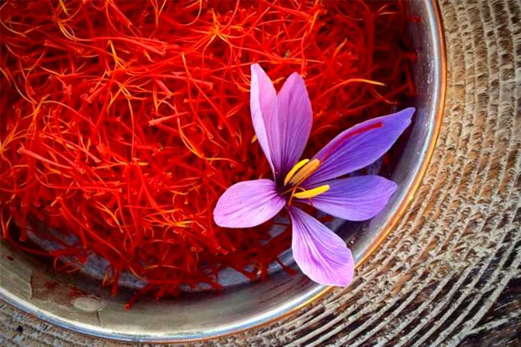 To know medical benefits of saffron (Kesar)