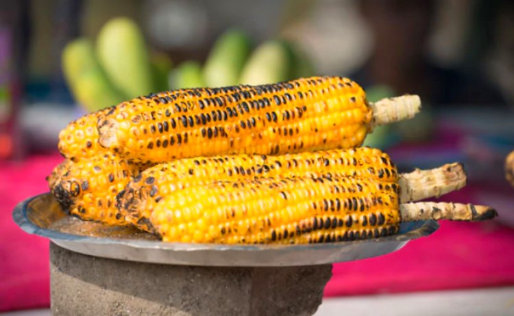 Amazing health benefits of eating corn (maize- bhutta)