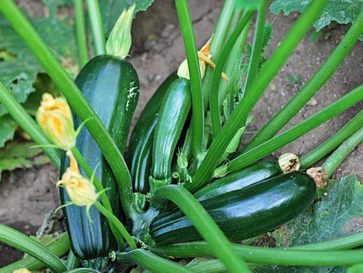 Grow fresh vegetables for summer in your home garden