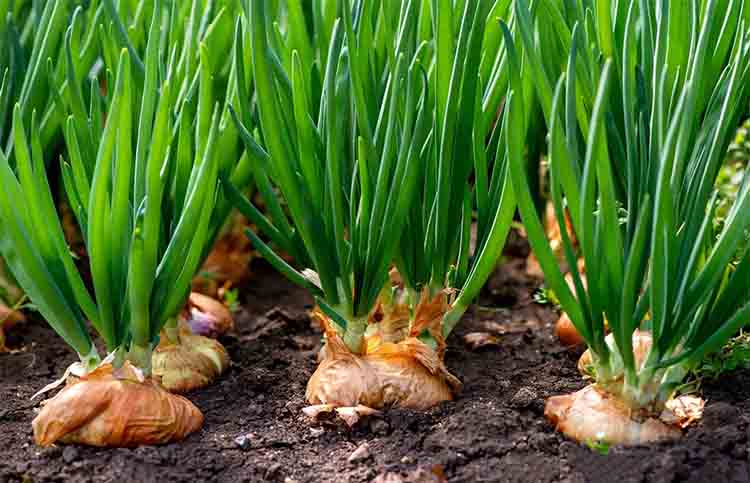 Amazing heath benefits of spring onion