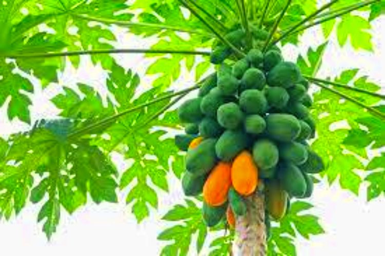 How to grow papaya tree in home garden