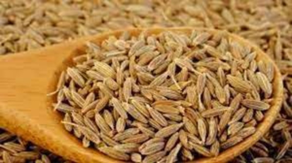Cumin water helps in weight loss, must drink it daily for more health benefits
