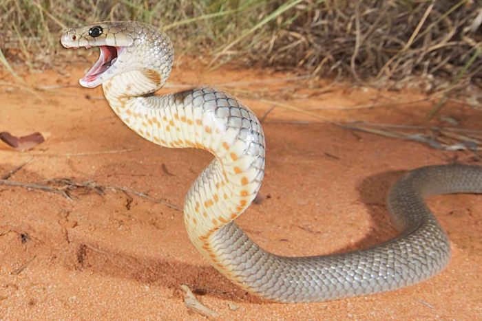 Top 10 most poisonous snake of the world