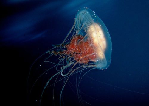 Do not miss these top 10 amazing facts about jellyfish
