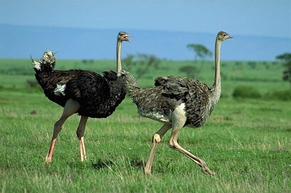 Mysterious facts about ostrich bird