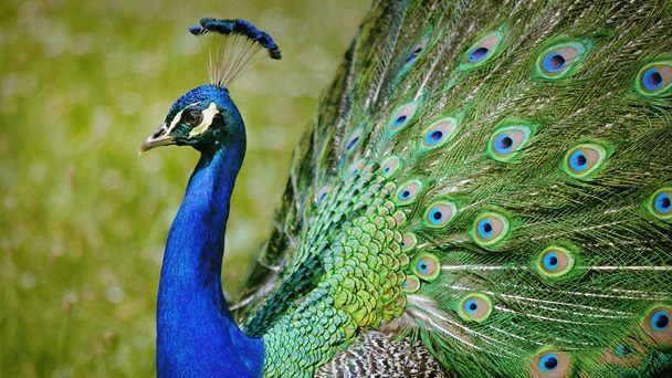 Must know these important facts about peacock,