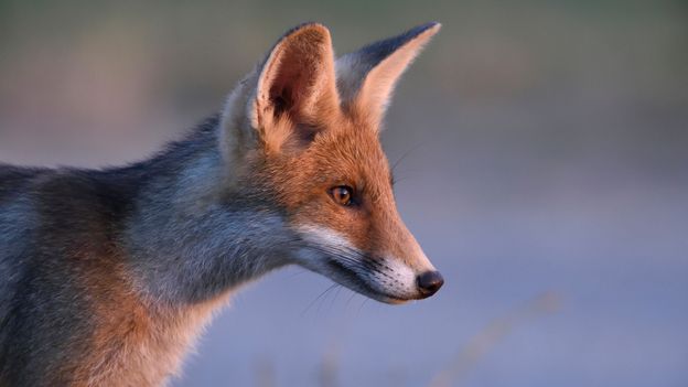 Amazing and interesting facts about fox