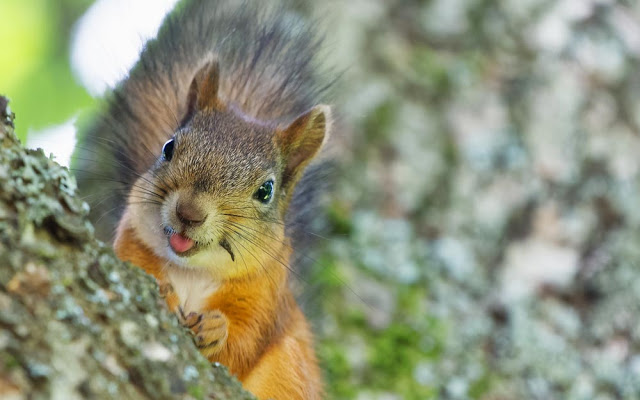 You should know these untold facts about squirrel