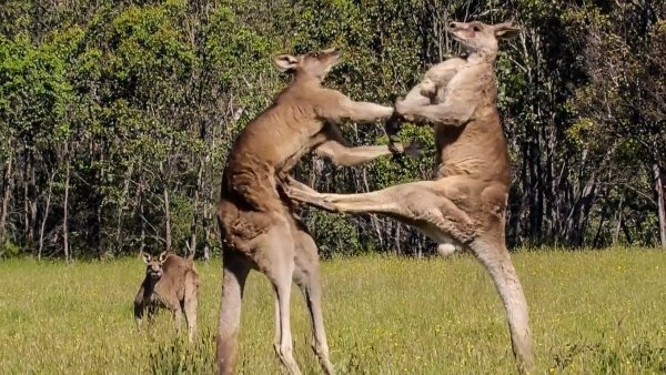 Amazing facts about kangaroo