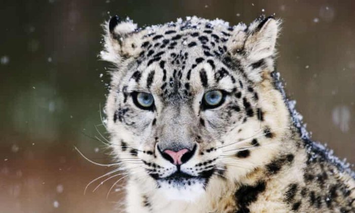 Top 10 facts about Himalayan leopard (Snow leopard)