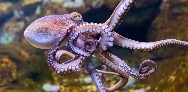 Fun facts about octopus