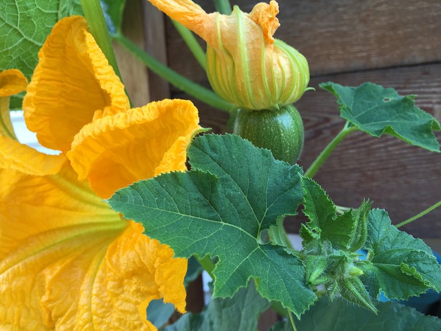 Know the health benefits of pumpkin flower