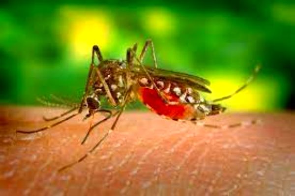 Use these home remedies to get relief from mosquito bites