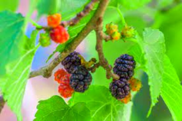 Mulberry is healthy for you, must include it in your diet plan