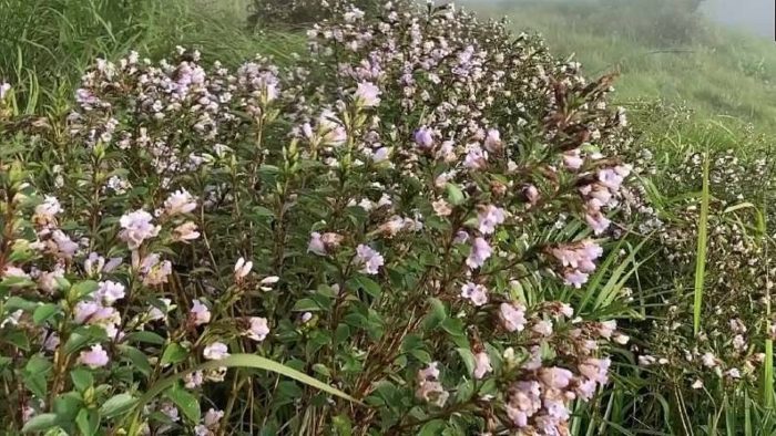 Know the secret of neelakurinji flower which blooms in 12 years