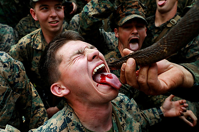 Why do marine commandos drink blood of king cobra and eats poisonous scorpion?