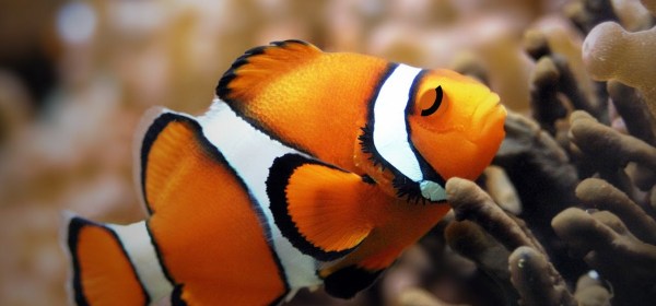 Is it true that fish do not sleep? know the truth