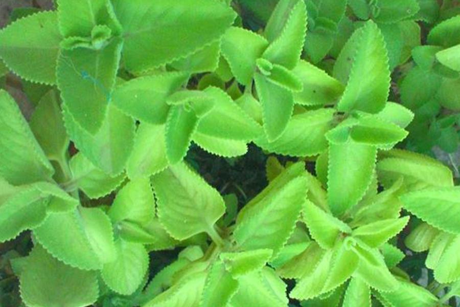 Ajwain leaf