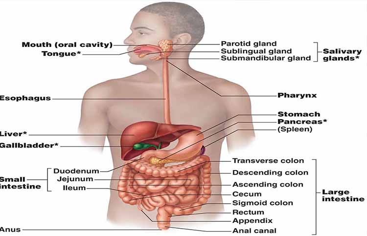 alimentary canal can be damaged