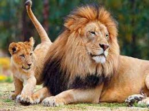 amazing facts about lion