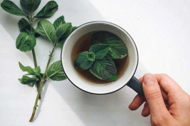 benefits of mints tea