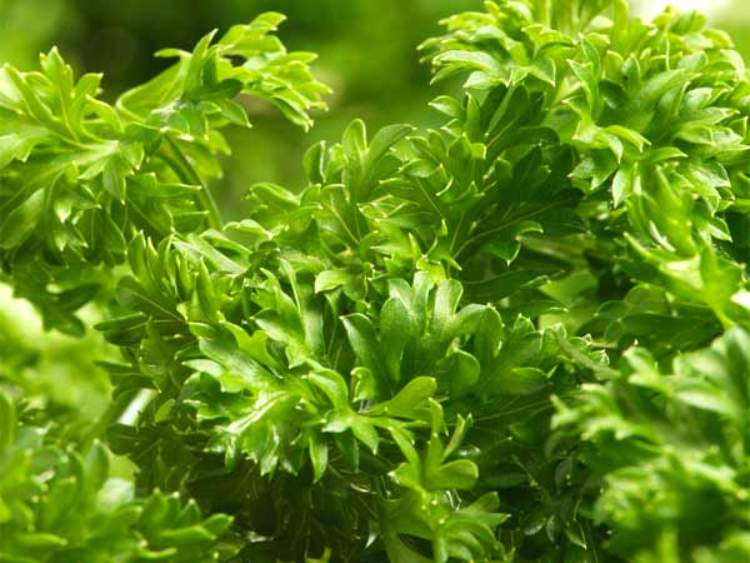 Best herbs grow in pots