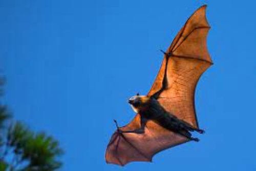 biggest bat of the world