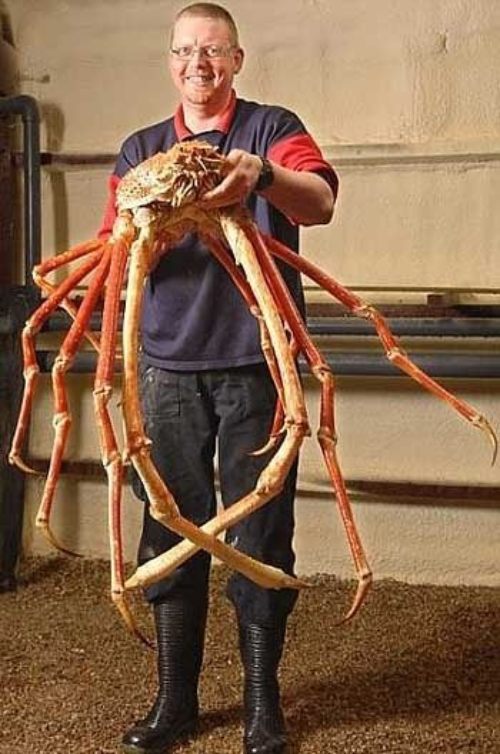 biggest crab in the world