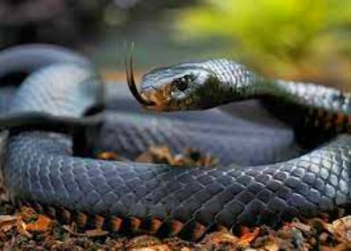 black mamba