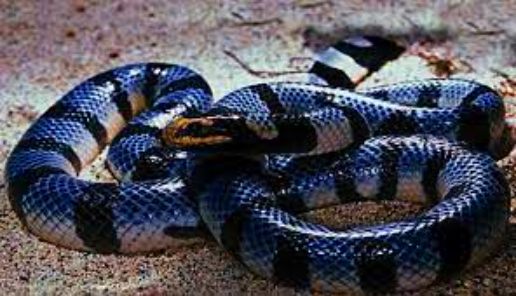 blue kairat snake