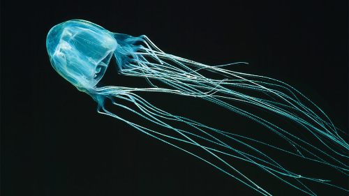 box jellyfish